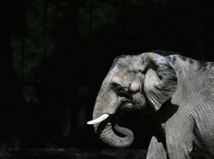 Pupy the elephant arrives at a Brazil sanctuary after 30 years in Argentine zoo