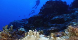 84% of the world’s coral reefs hit by worst bleaching event on record