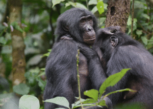 Bonobos in Congo form girl groups to fend off male aggression, study says
