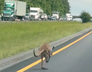 Runaway kangaroo on the loose named Sheila shuts down Alabama interstate