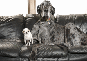 World’s tallest and smallest dogs meet up for a playdate