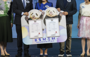 Hong Kong’s newborn pandas officially named Jia Jia and De De