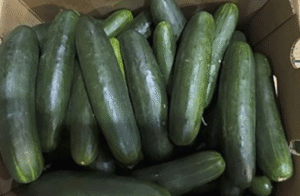 Salmonella Outbreak Grows as Many Fall Ill from Recalled Cucumbers