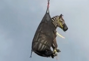 A runaway pet zebra has been captured in Tennessee
