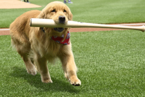 Nationals’ Bat Dog Bruce Steals the Spotlight with Pregame Debut in MLB