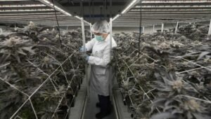 Thailand moves to strengthen regulations on cannabis sales