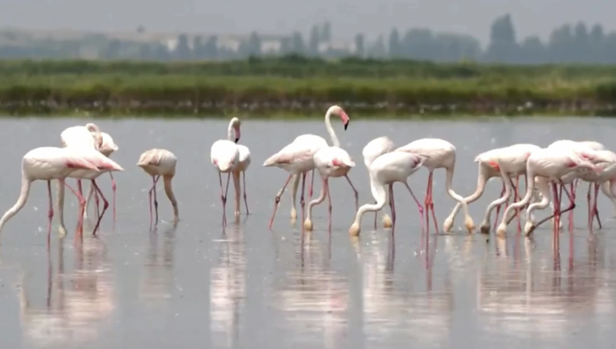Flamingos