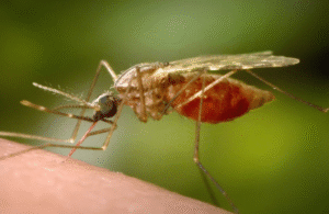 Mosquito-Borne Chikungunya Infection Sparks Outbreak in Southern China