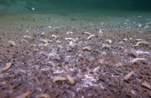 Submersible Uncovers Marine Life Thriving in the Ocean’s Deepest Trenches