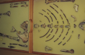 Ancient Ethiopian Fossil Lucy Travels to Europe for Debut Exhibition