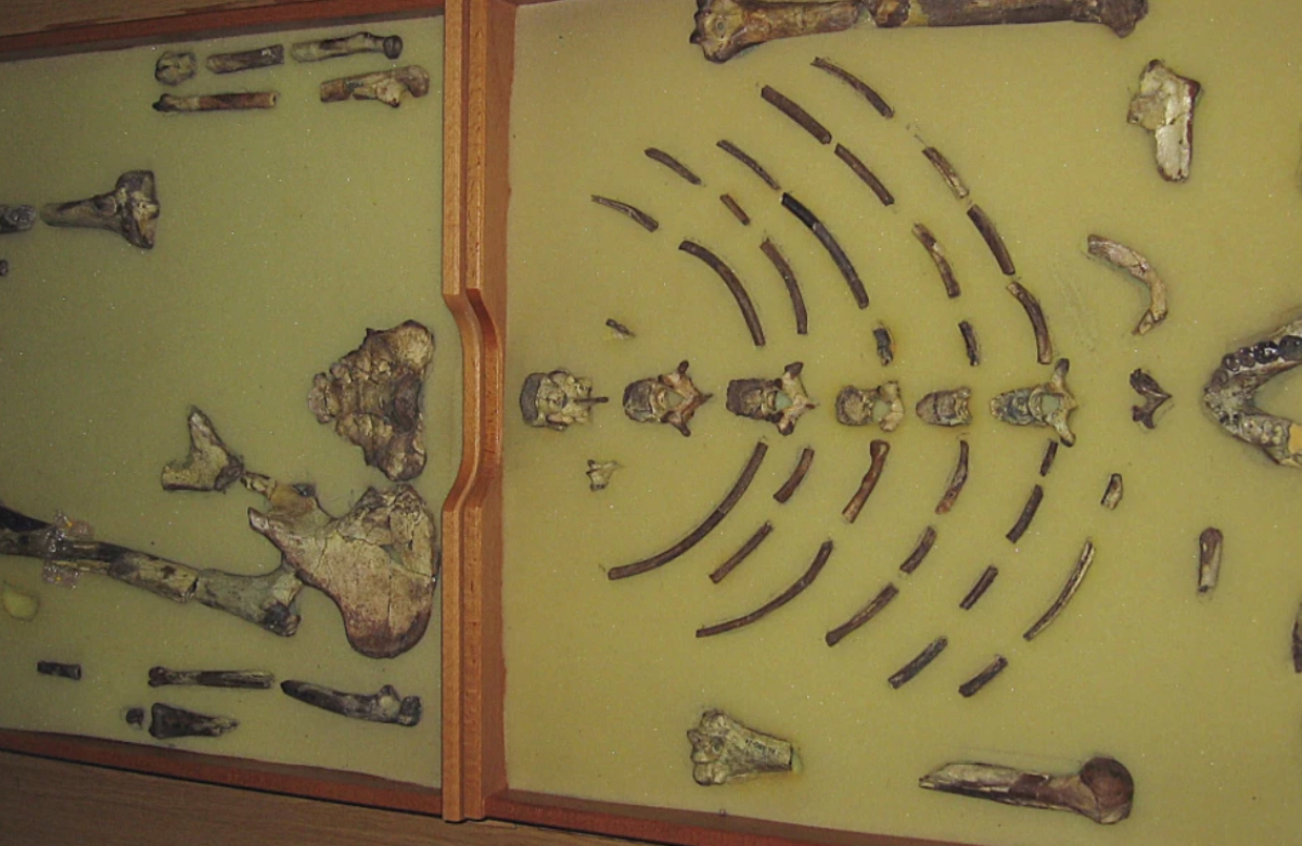 fossil