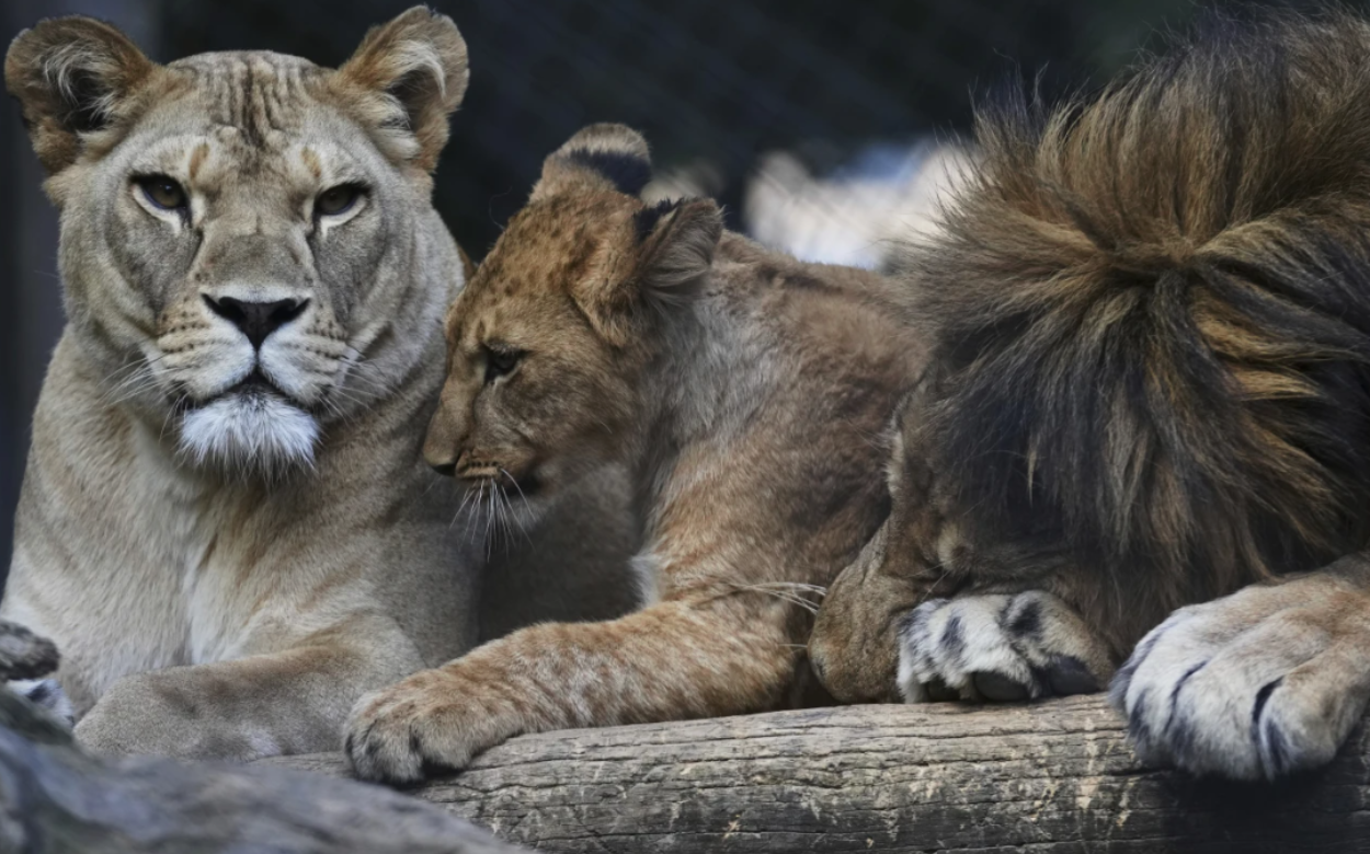 lion